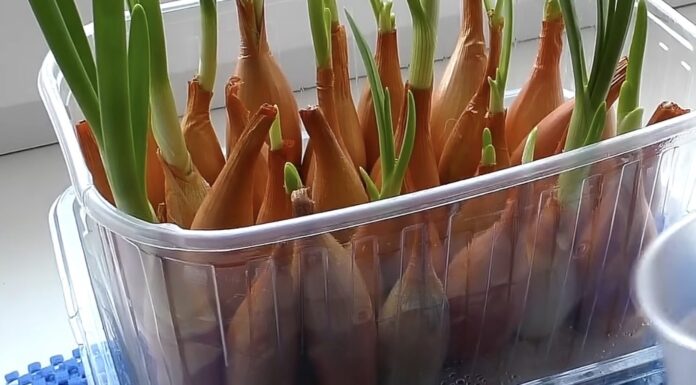 Сусідка бігає за нею до мене: виростила за 7 днів зелену цибулю, без землі – ну дивина Городники показали, як швидко виростити зелену цибулю без землі