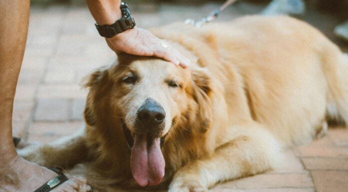 Собака облизує вам обличчя і руки не просто так: ветеринари назвали 3 приховані причини такої поведінки Ветеринари назвали три приховані причини, чому собаки облизують господарів