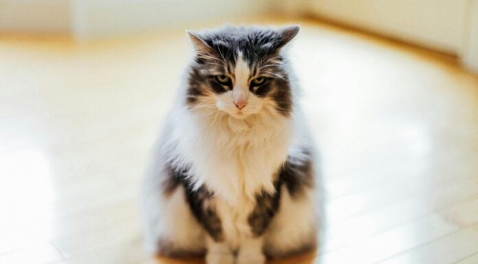 Коти відповідають вам нявканням не просто так: ветеринари пояснили, що це означає насправді Ветеринари пояснили, чому коти нявкають у відповідь на людську розмову. Фото: Pexels