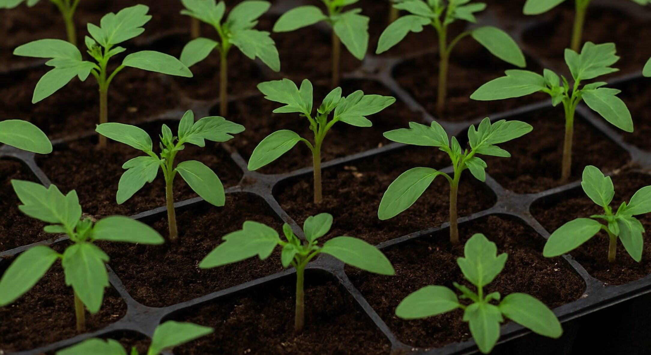 Пікірувати чи ні – ось у чім питання: як правильно сіяти насіння томатів, щоб зібрати 7 кг плодів з куща 