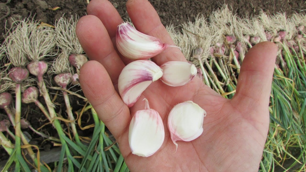 Городники порадили, яке добриво додати під часник при посадці для покращення врожайності