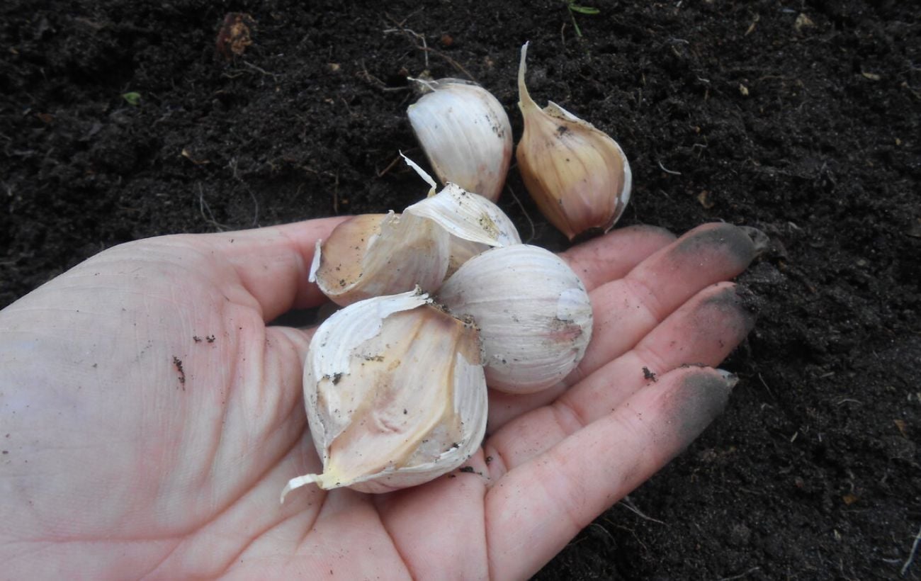 Городники порадили, яке добриво додати під часник при посадці для покращення врожайності