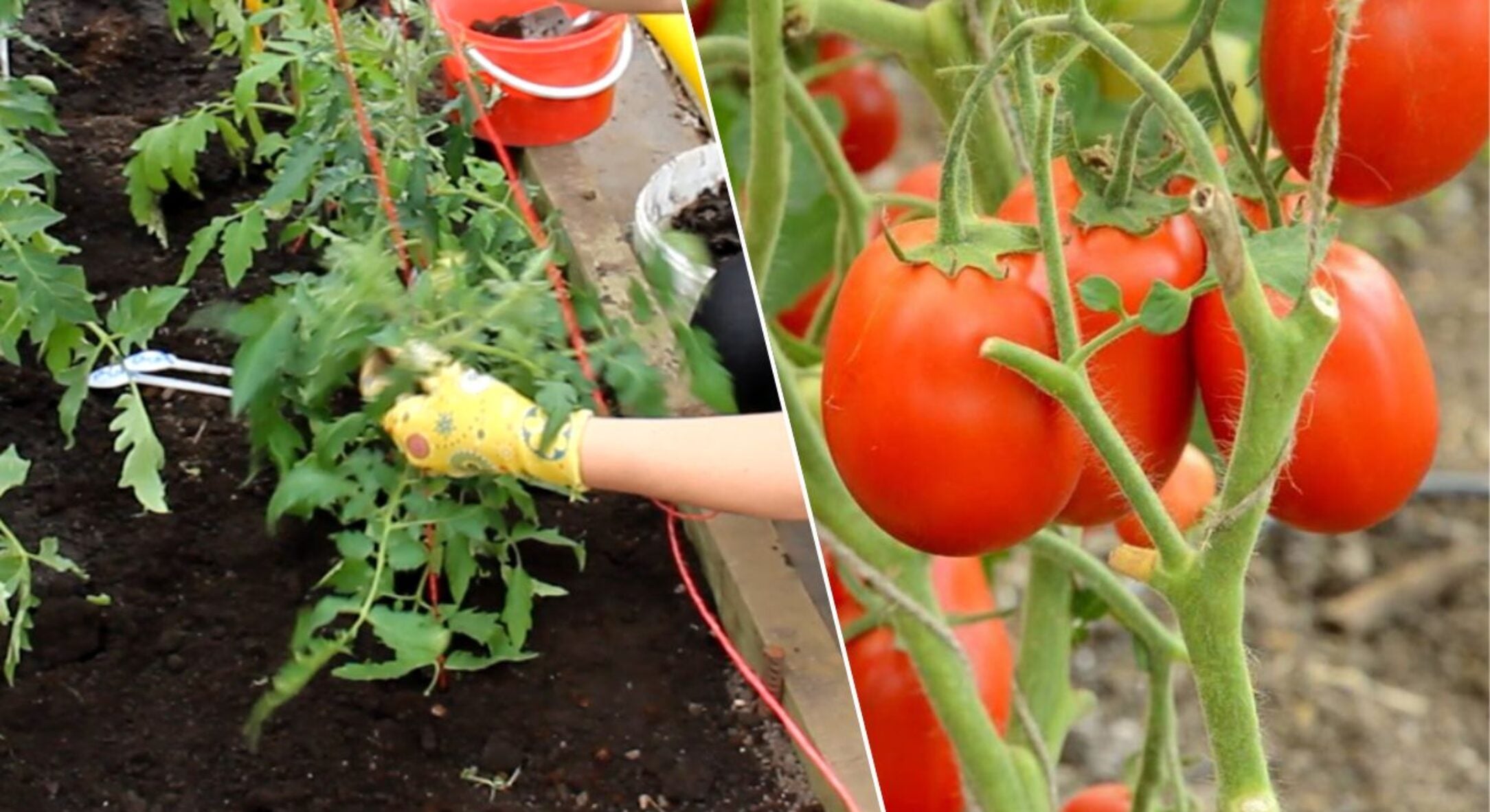 Томати удобрюють при посадці! По 2 ложки в лунку — і помідори ростуть так швидко, ніби з ціпка зірвались 