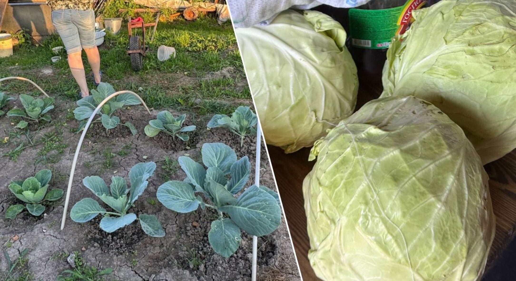 Додаю 1 шматок крейди під кожну капустину: ніякої кили чи гнилі, а качани ростуть міцними по 5 кілограмів 