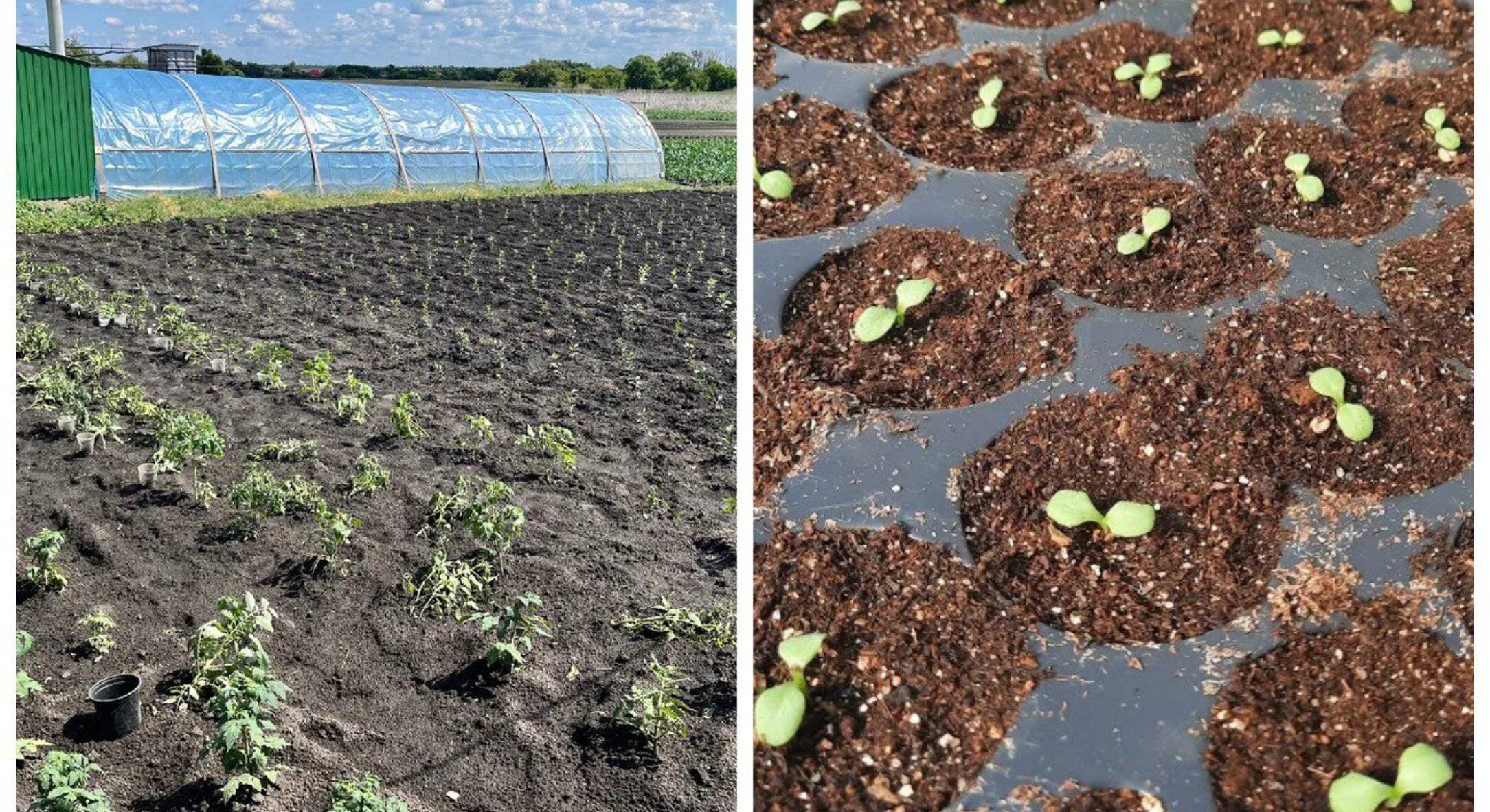 Що посіяти 3 березня 2026 року: 3 культури для відкритого ґрунту та 2 культури для розсади 