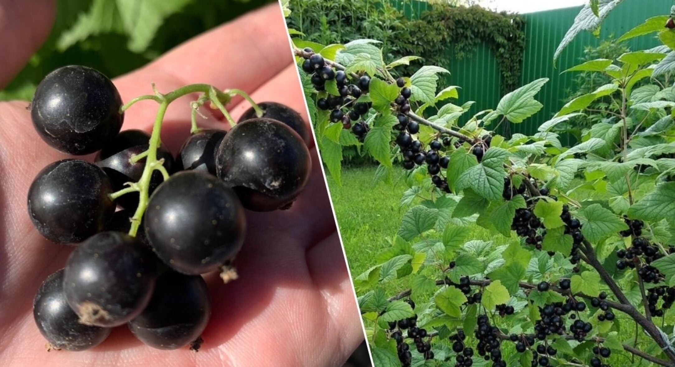 Тільки-но березень за поріг, виливаю під кущі смородини 1 відро: ягід буде стільки, що гілки погнуться 