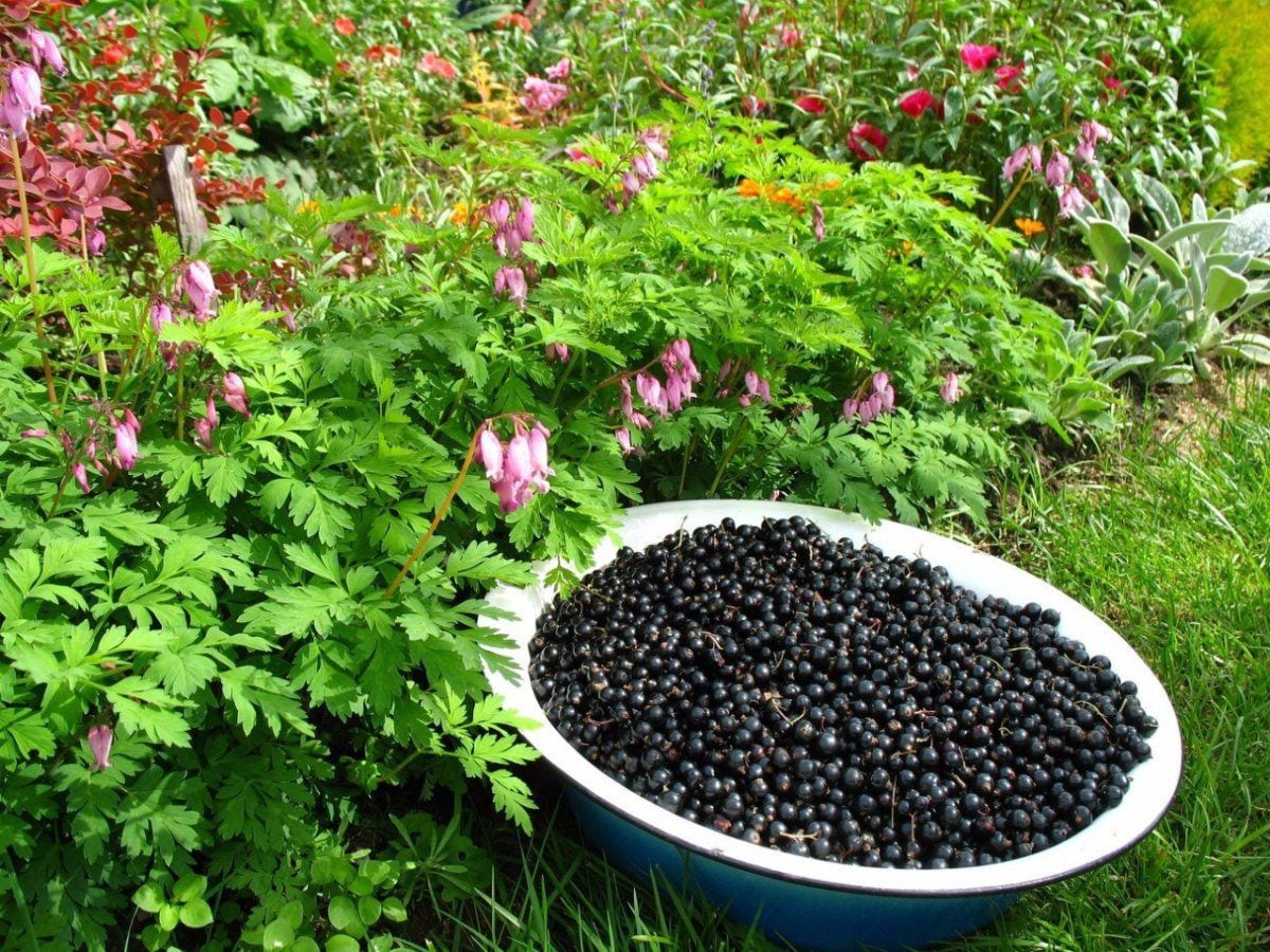 Садівники порадили надійне добриво для чорної смородини на початку весни для кращої врожайності