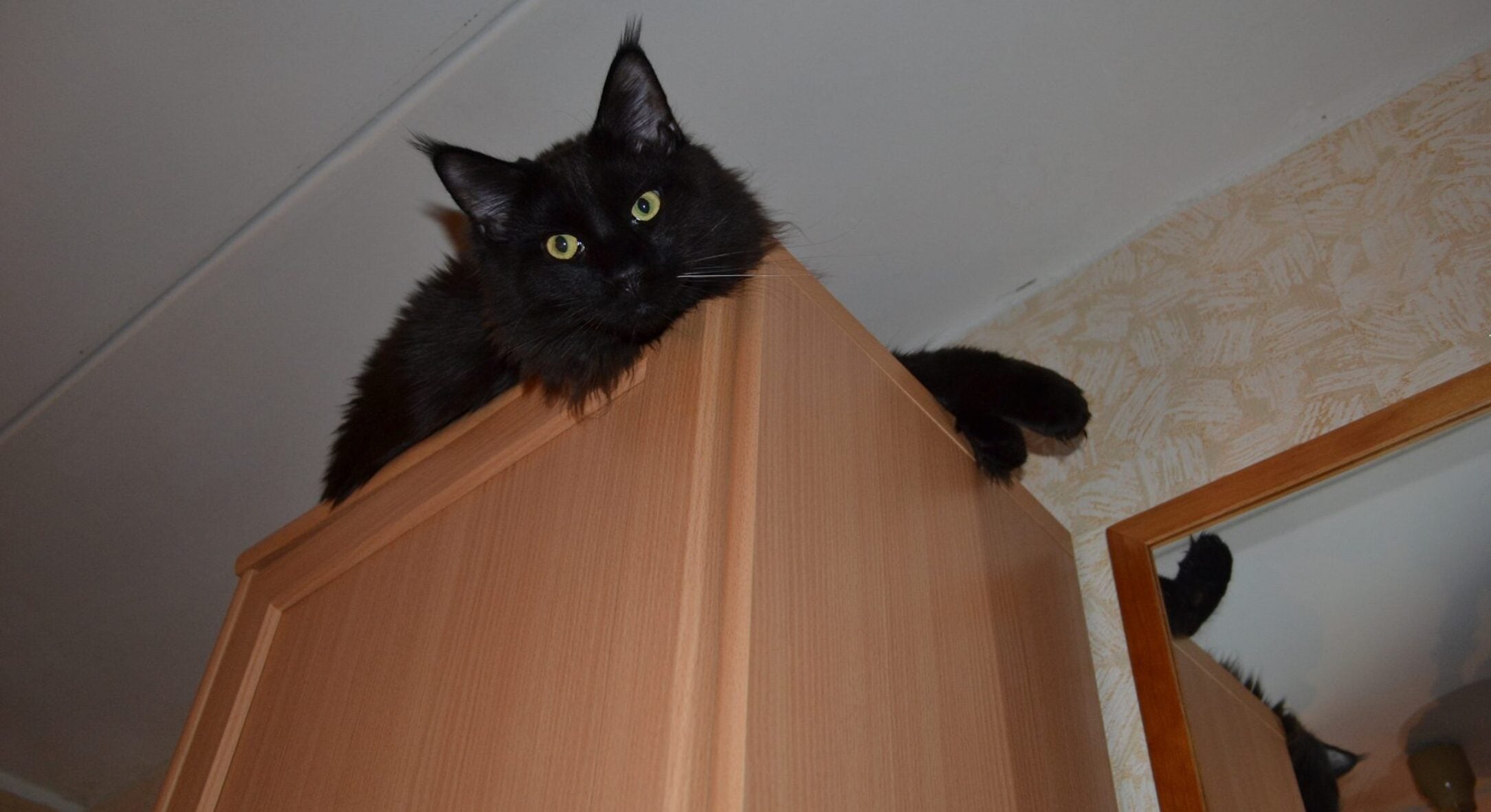 Скільки хвилин щодня треба гратися з кішкою, щоб вона була щаслива: більше можна, менше – НІ 