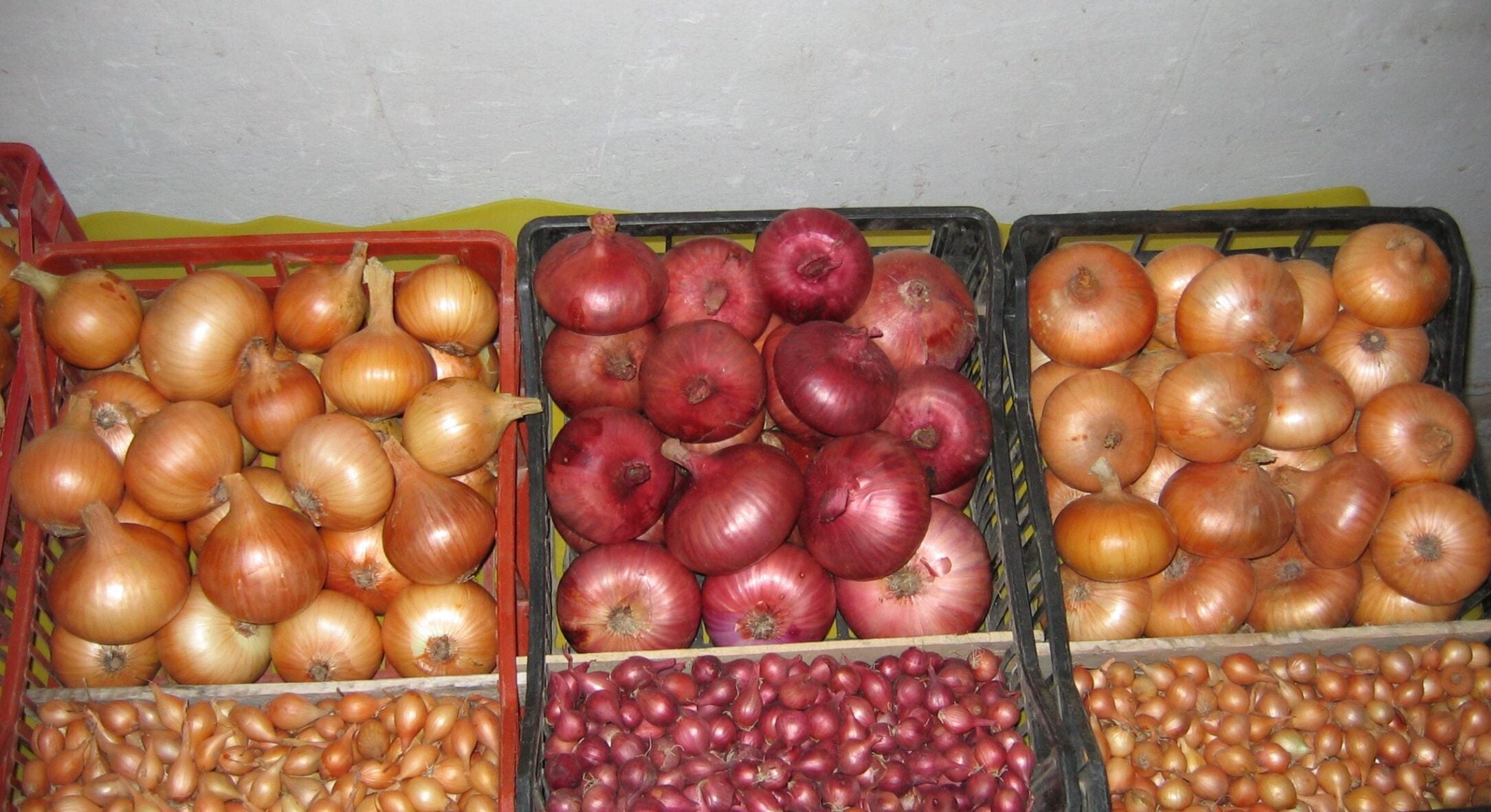 3 помилки при зберіганні цибулі, через які вона гниє вже за 2 місяці: не робіть так, бо не буде смачно 