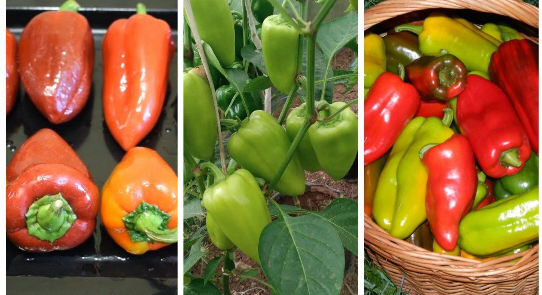 Болгарський перець — любитель спеки, але ці 3 сорти витримають навіть нічний мороз: українські рекордсмени 