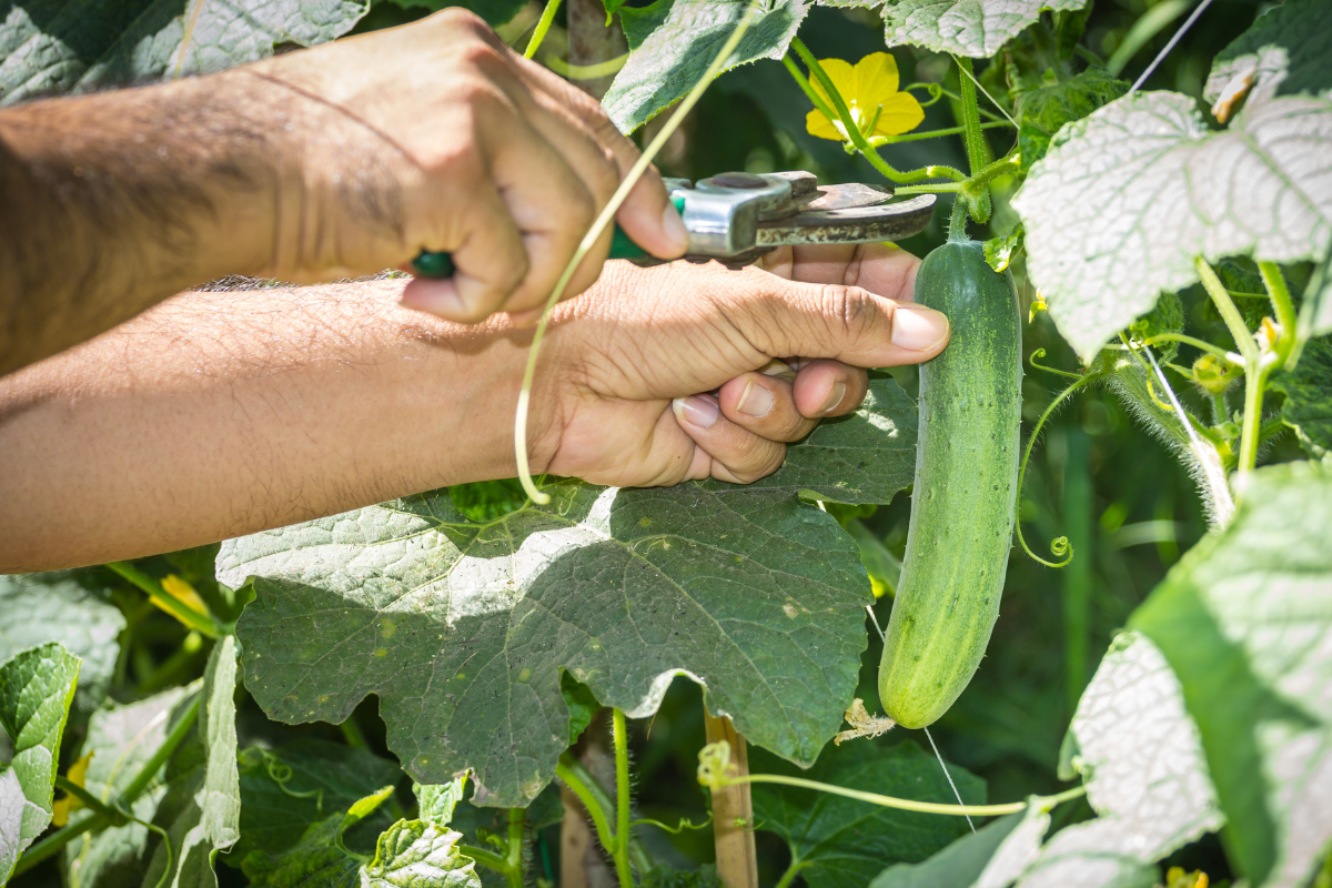 Городники розповіли, які сорти огірків обрати для посадки на грядці, аби вони перенесли холод