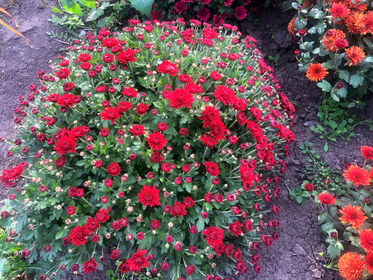 Садівники порадили просту весняну дію, яка допоможе покращити цвітіння хризантем восени