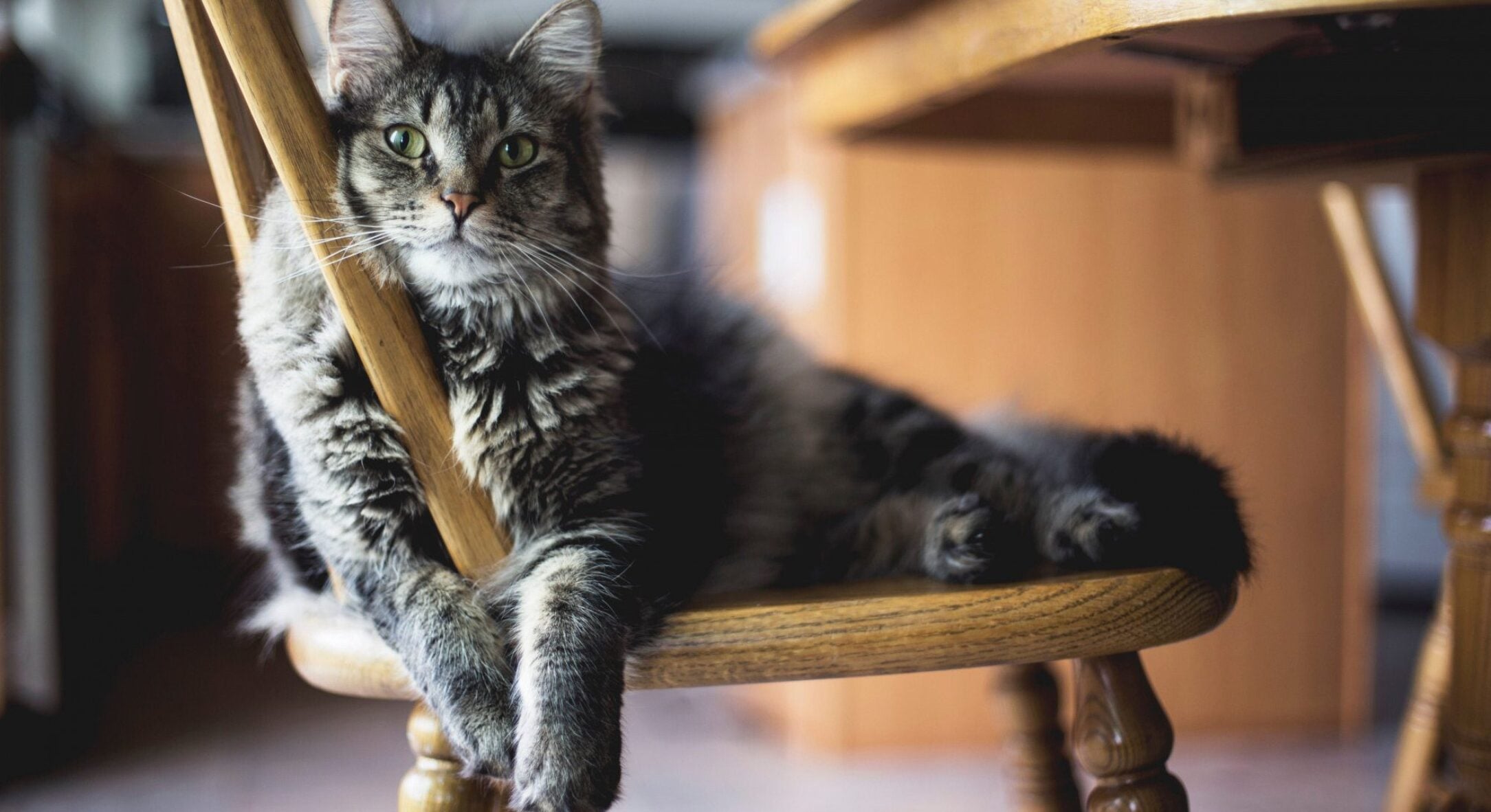 Скільки в середньому живуть коти та як дізнатися вік своєї кішки в людських роках: не просто помножити на 7 