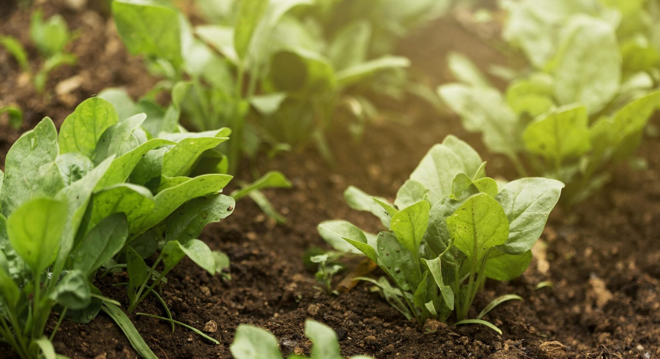 Після танення снігу одразу сію ці 5 культур: холодів не бояться, а я не гаю час даремно 