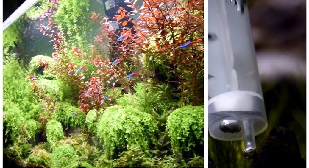 Наливаю по 2 краплі перекису водню в акваріум – і вода стає кришталево чистою без заміни: рибки “дякують” 