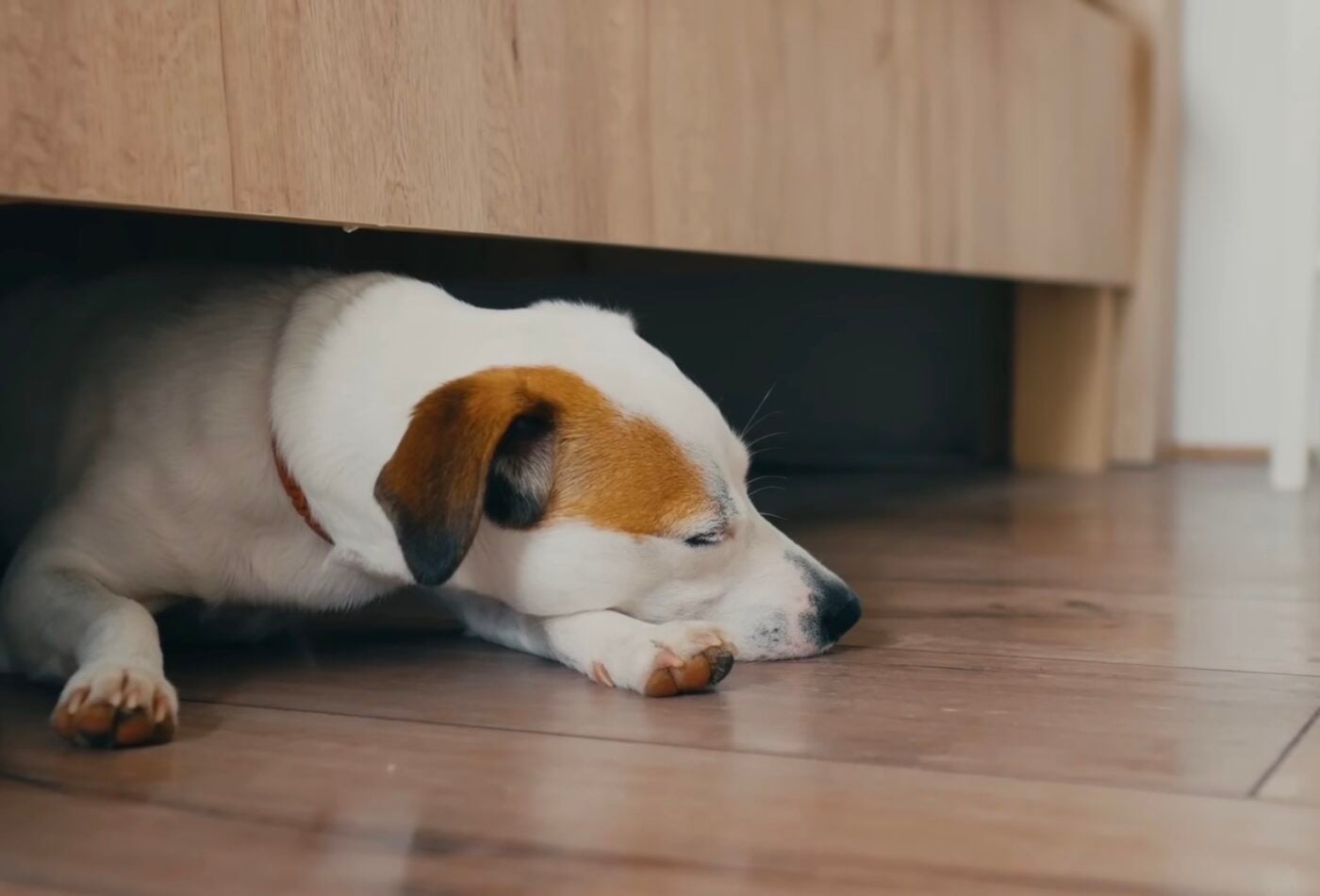 Умови, за яких потрібно терміново обробляти тварин від кліщів. Фото: YouTube Royal Canin Ukraine