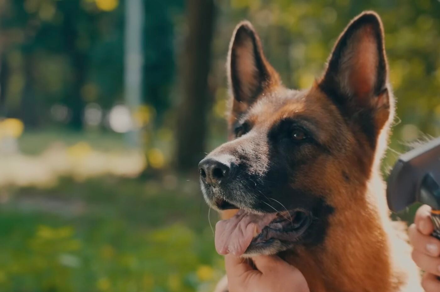 Умови, за яких потрібно терміново обробляти тварин від кліщів. Фото: YouTube Royal Canin Ukraine