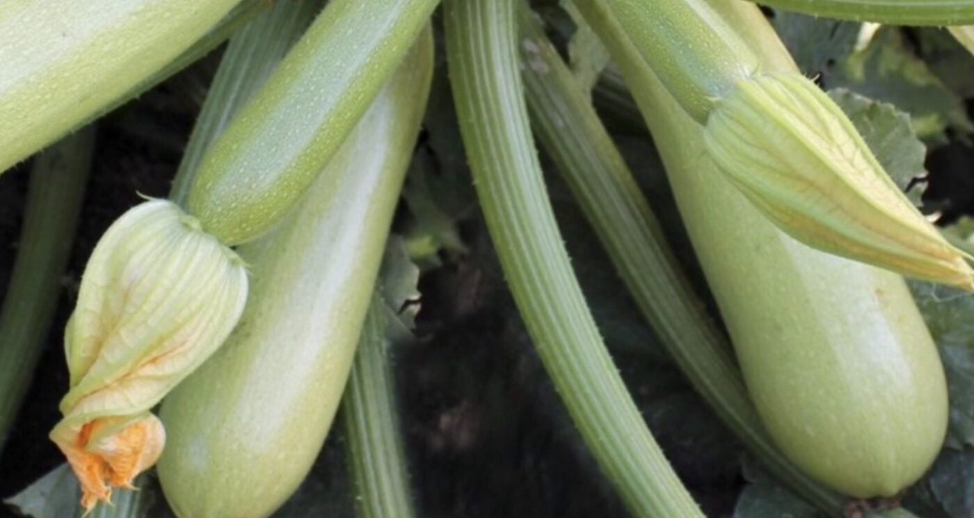 Найкращі сорти кабачків для консервації та смаження. Фото: YouTube Дача Кухня Відпочинок