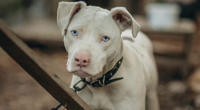 Як утримувати собаку на прив’язі, щоб вона почувалася щасливою і здоровою: 5 правил Ветеринари назвали 5 важливих правил утримання собаки на прив'язі. Фото: Pexels