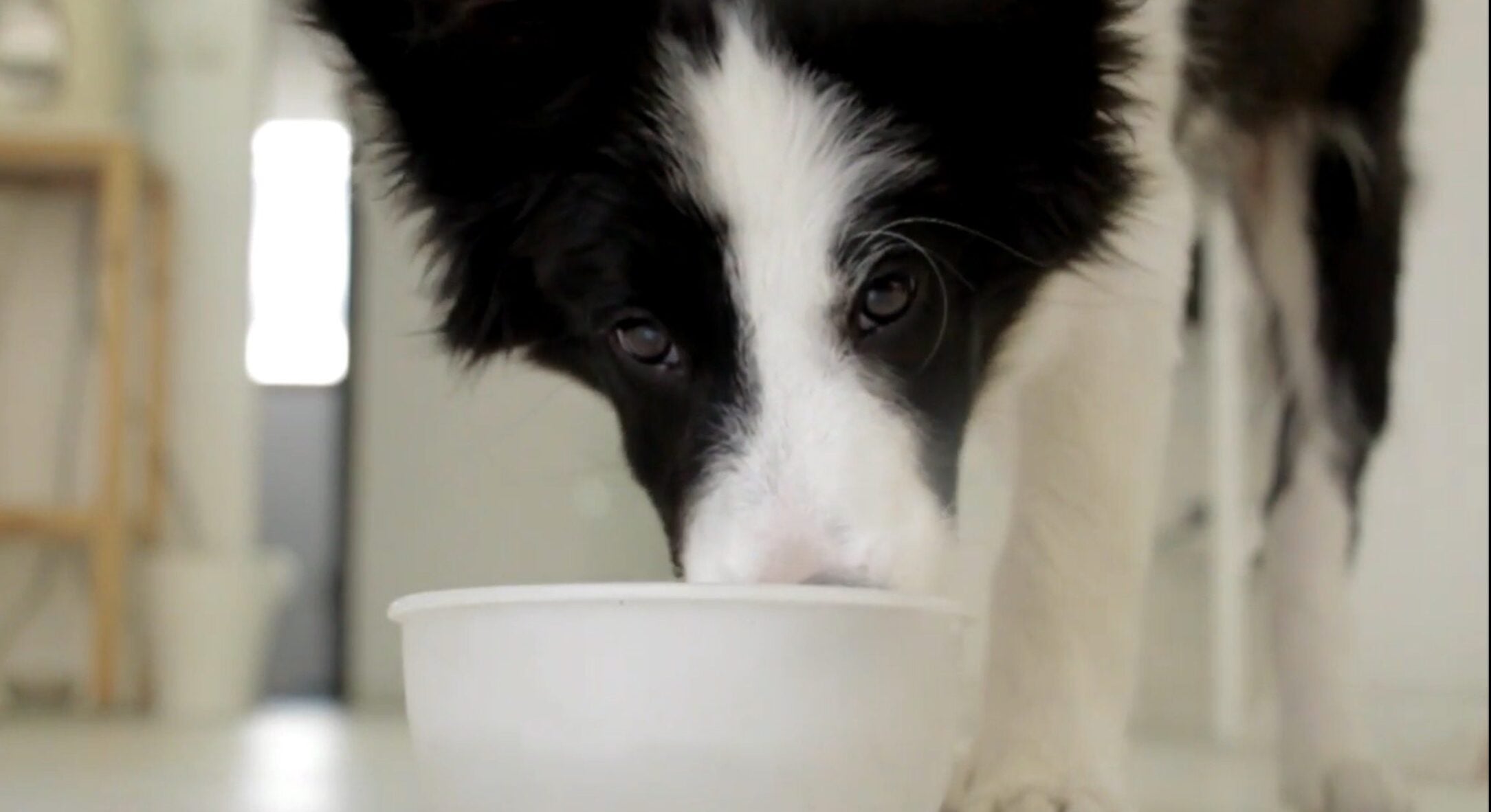 3 найгірші та 2 найкращі продукти для собак: ось чим можна і не можна годувати собаку, щоб вона була здорова 