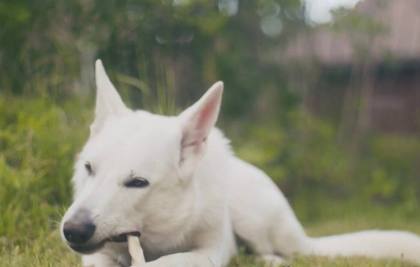 Чому собаки так сильно люблять кістки