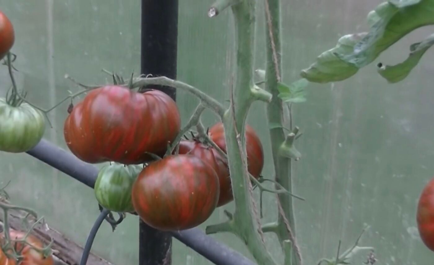 Три сорти томатів з цікавим смаком та виглядом