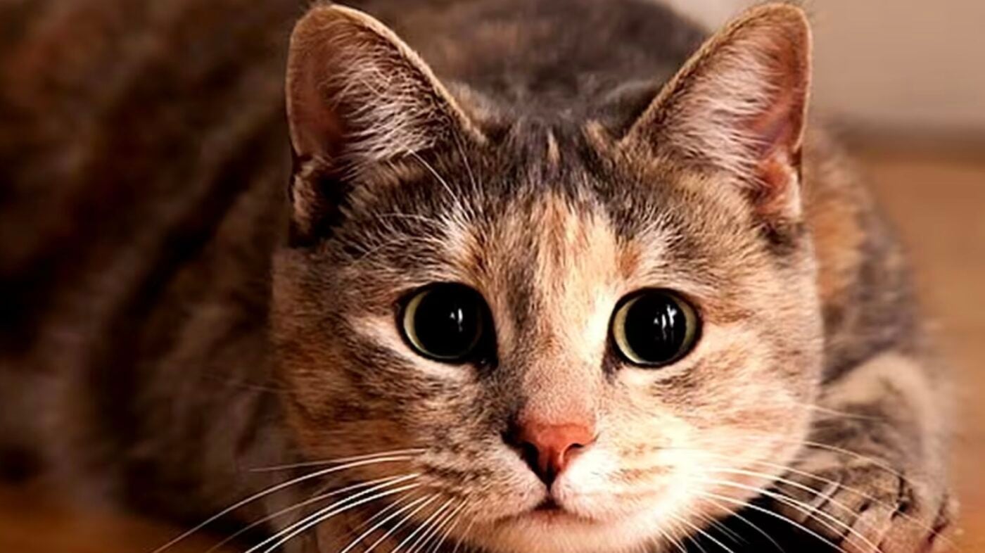 Чому не можна кричати на котів. Фото: скріншот з відео