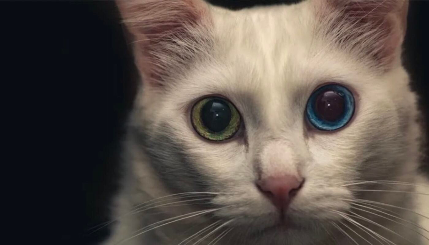 Чи бачать коти кольори, доступні людському оку