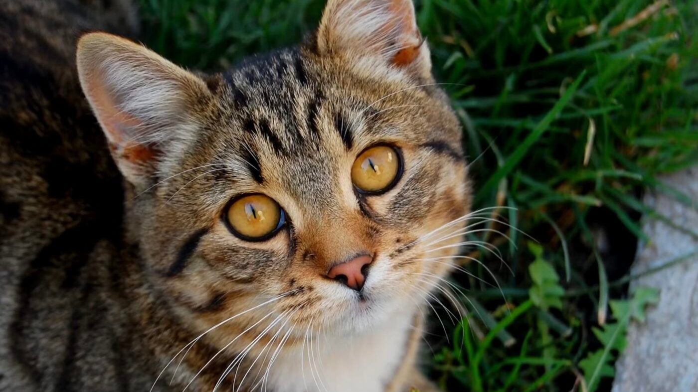 Чи бачать коти кольори, доступні людському оку