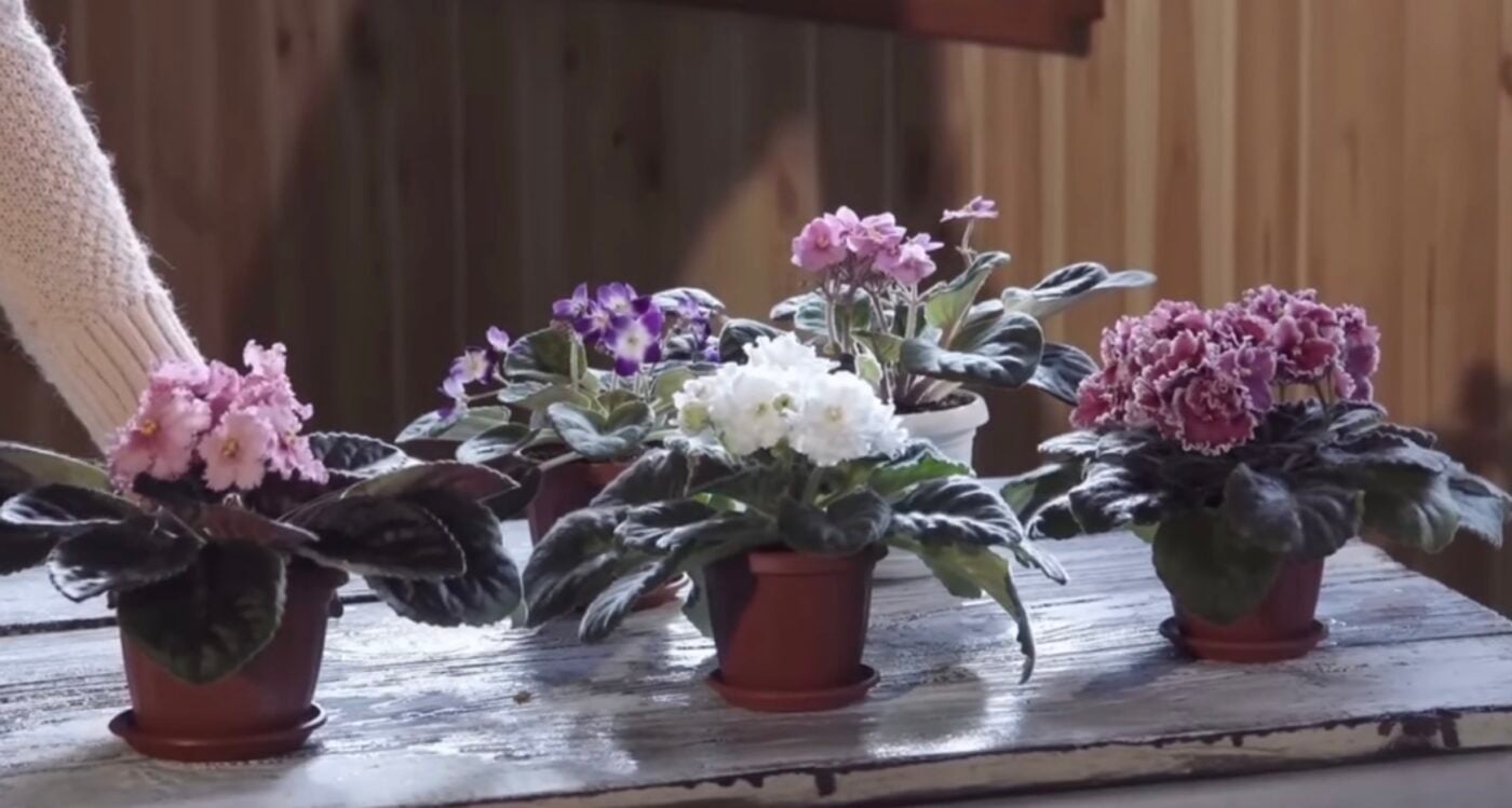 Як за допомогою сірників захистити фіалку від шкідників