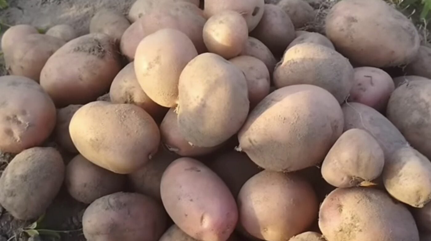 Дати висадки картоплі від досвідчених городників. Фото: скріншот з відео