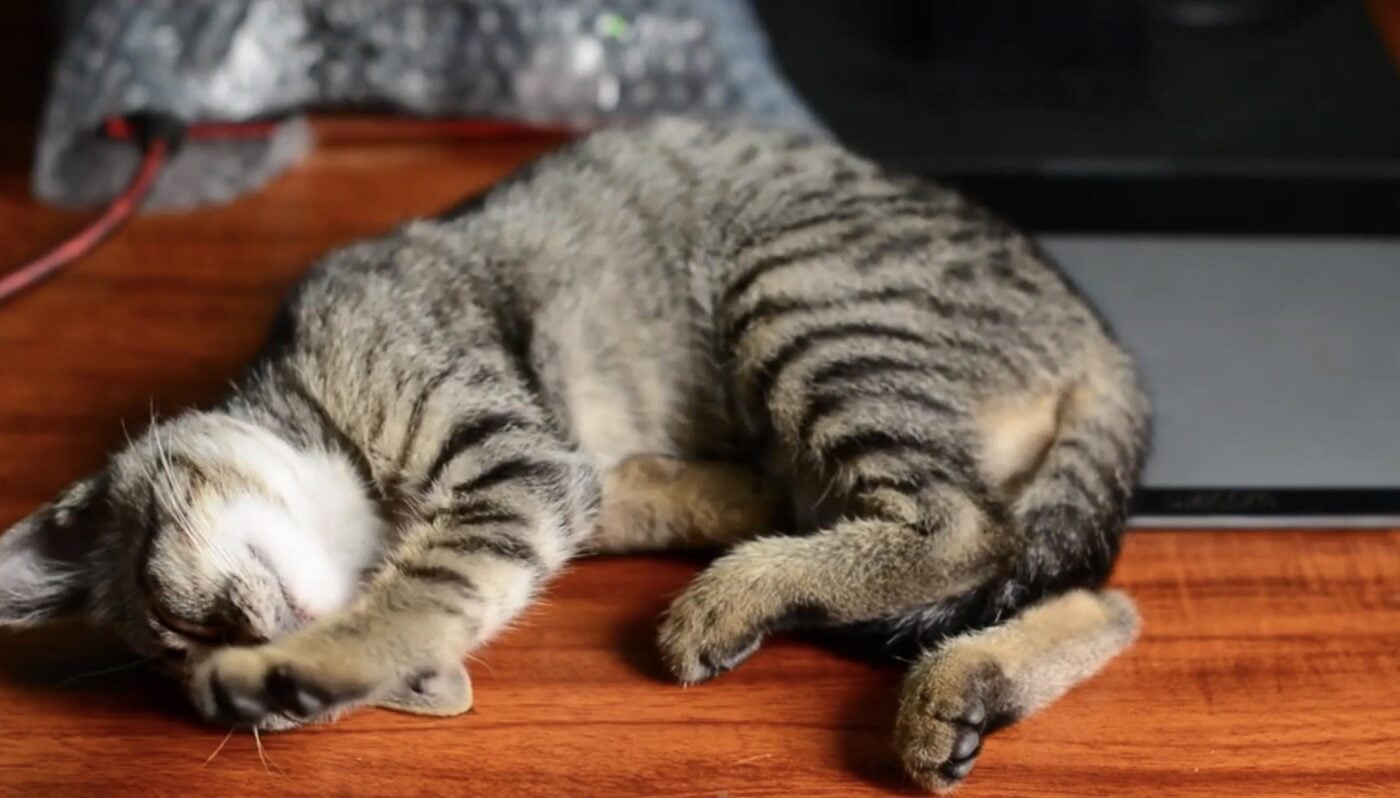 Незвичайні риси характеру в людей, які люблять котів