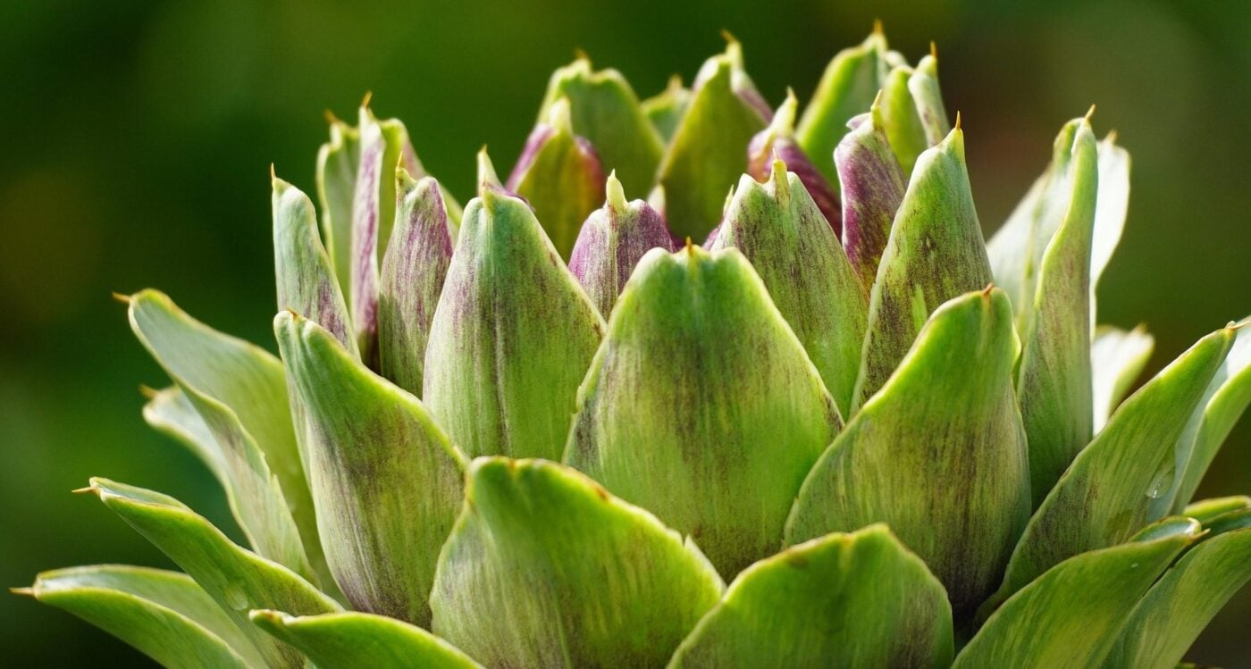 Що цікавого вирощують італійські фермери