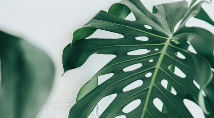 Квітникарі підказали, як простимулювати цвітіння монстери