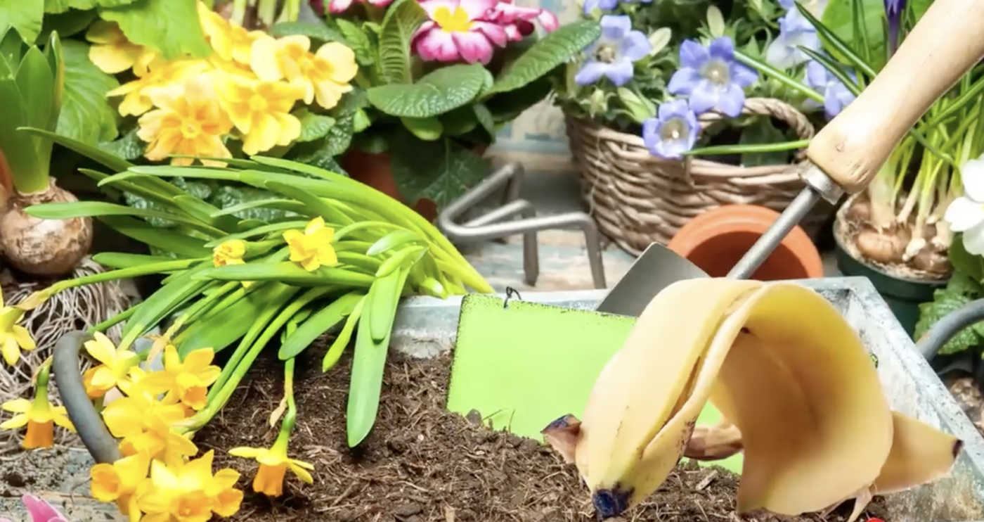 Як з бананової шкірки зробити добриво для саду та городу