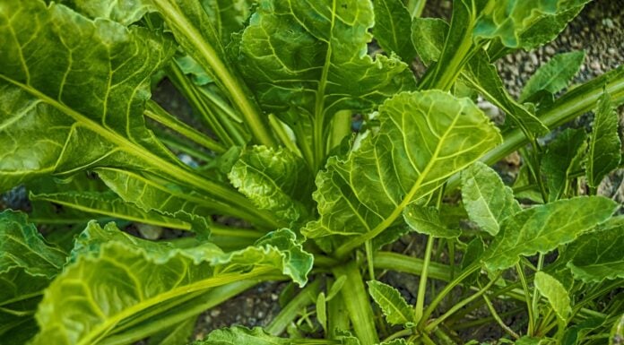 Сусіди дивуються, чому мій шпинат не йде у стрілку. Секрет в правильному терміні посіву Городники розповіли, як правильно сіяти шпинат, щоб він не йшов у стрілку. Фото Pixabay