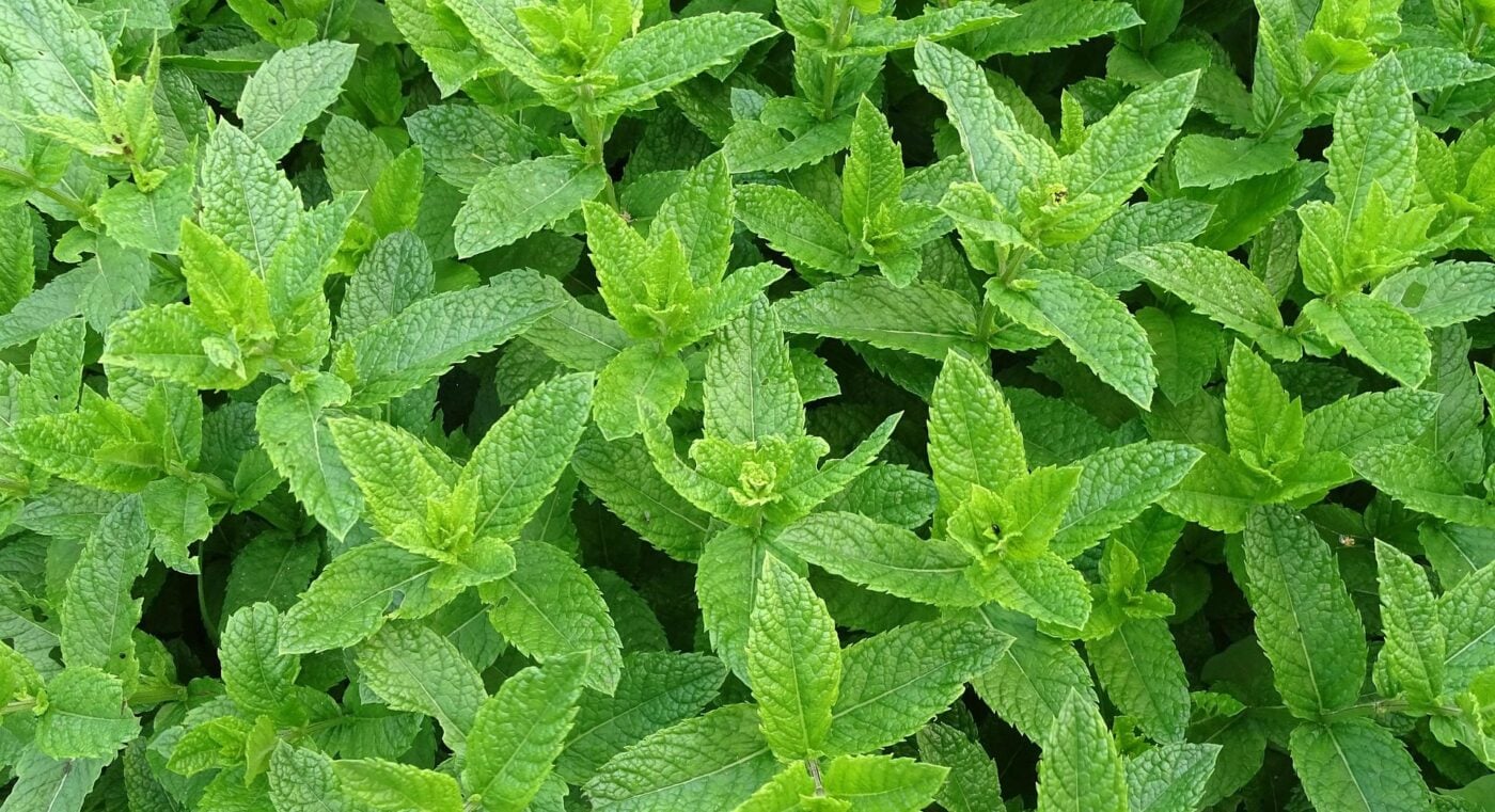 Пряні трави, які легко виростити на грядці. Фото: Pixabay