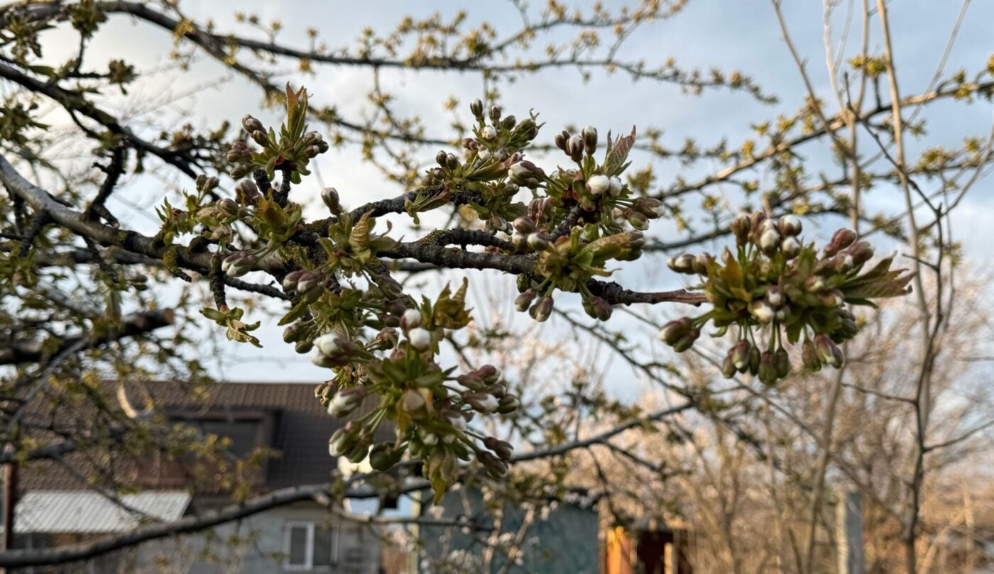 Як удобрити кісточкові дерева у квітні. Фото: Одна Хвилина