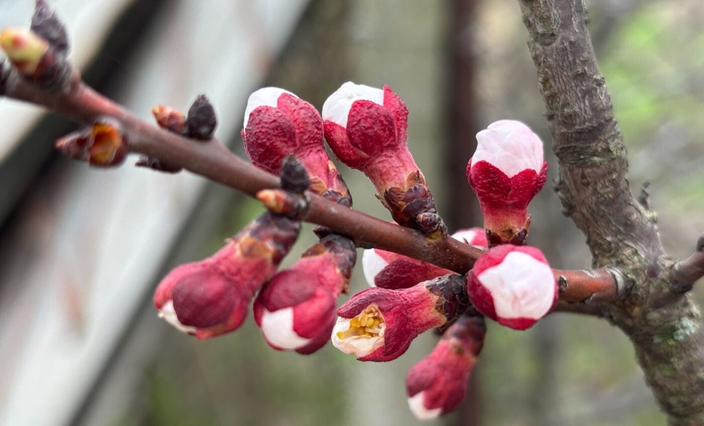 Як удобрити кісточкові дерева у квітні. Фото: Одна Хвилина