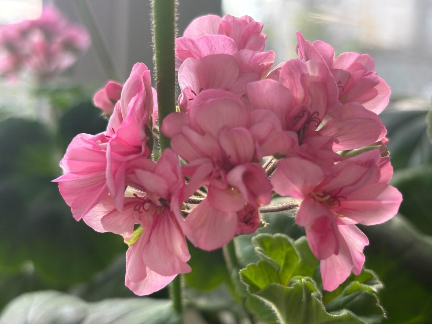 Садівники порадили, як використовувати цукор для покращення врожайності герані. Фото: Одна Хвилина