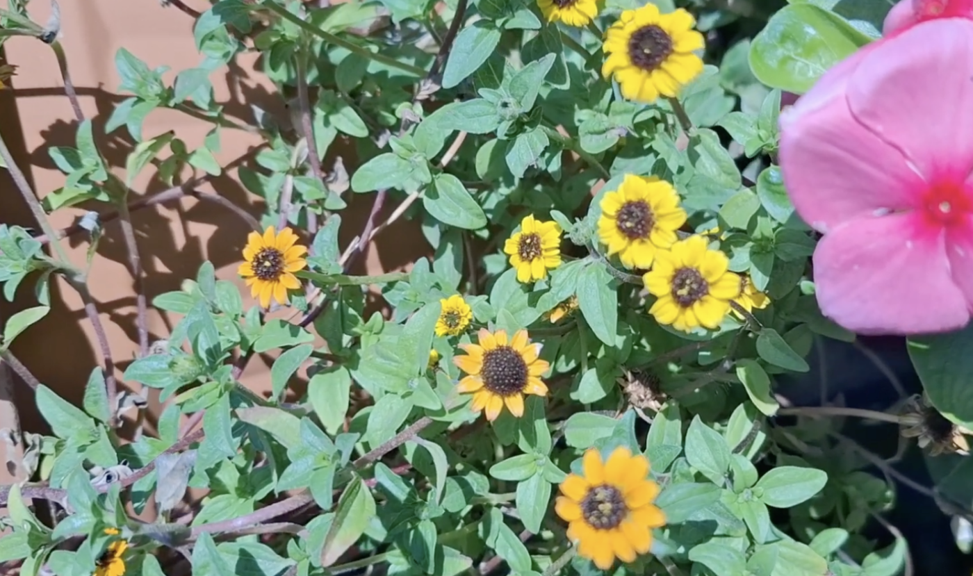 Красива та стійка до заморозків квітка. Фото: YouTube Руда інтровертка