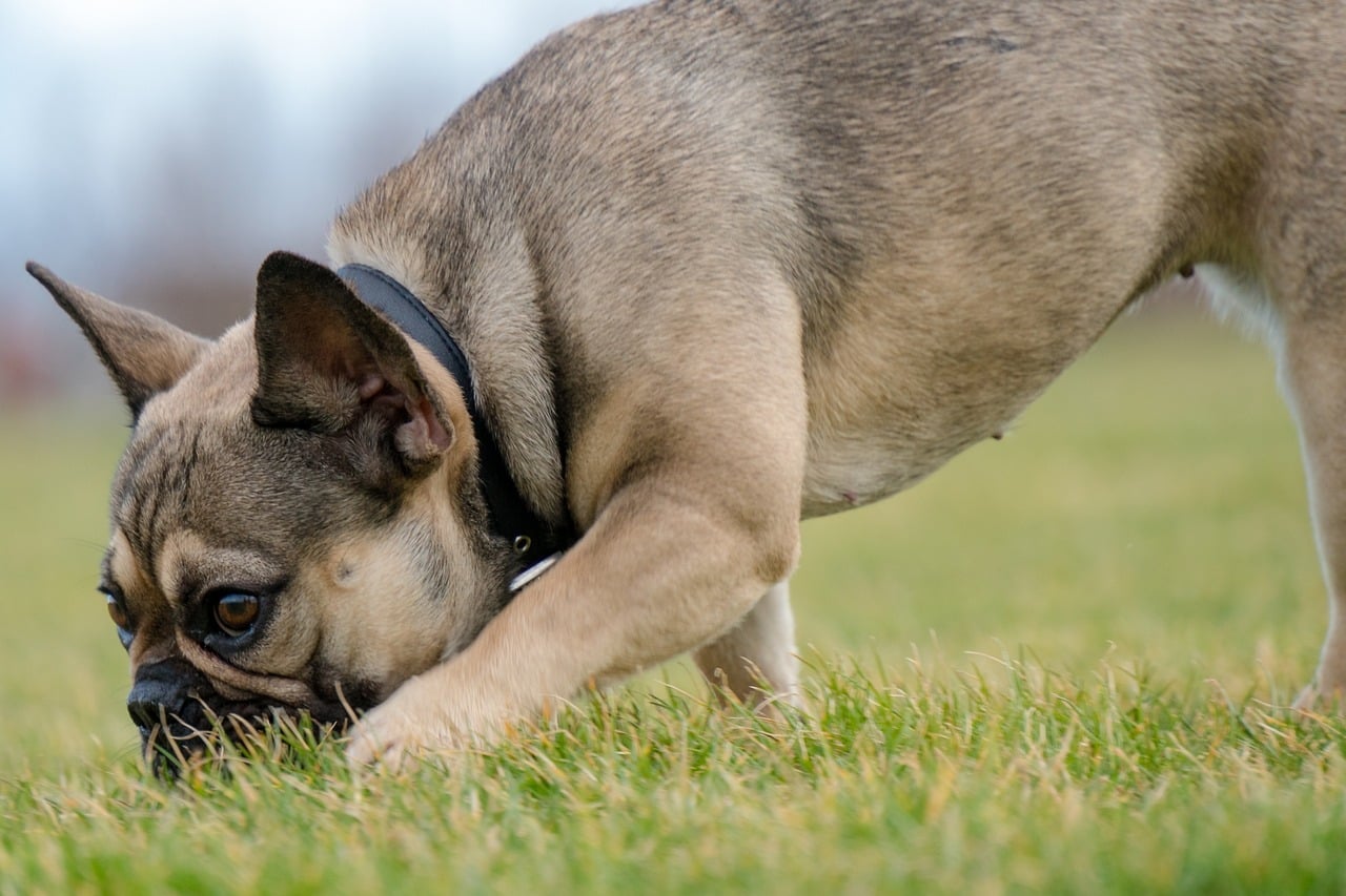 Експерти повідомили, чи можна одягати на собак нашийники, які світяться. Фото: Pixabay